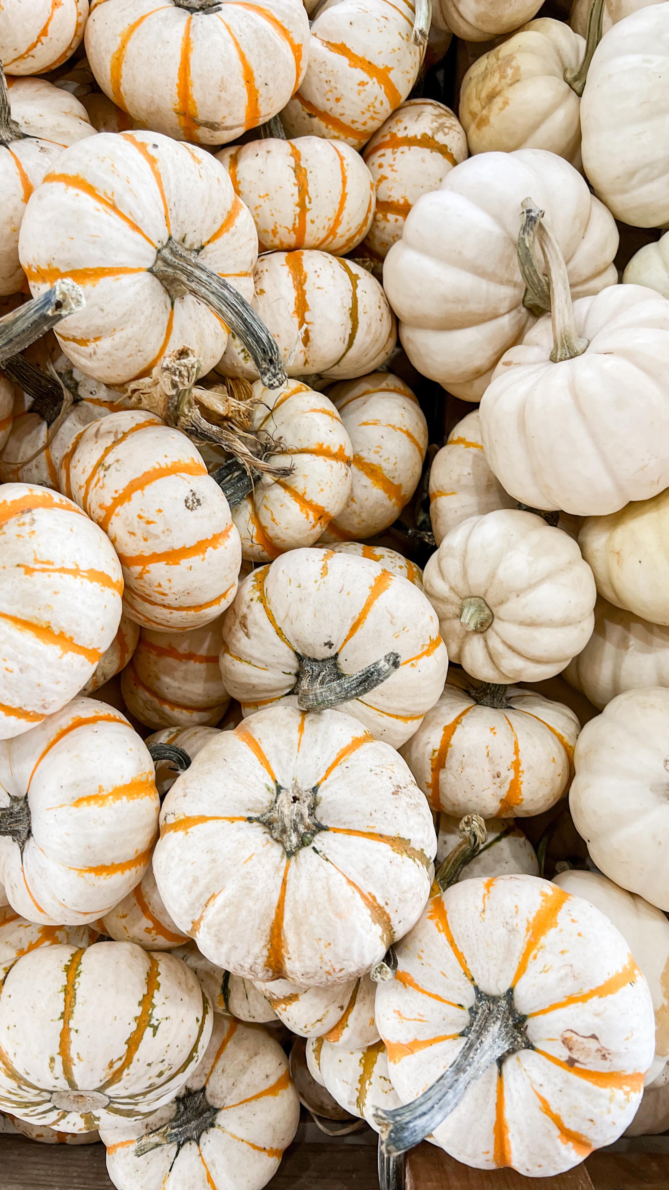Instagram post by @mrsshelbycarr for PetSmart. Caption reads: We said goodbye to our sweet foster Chanel today....