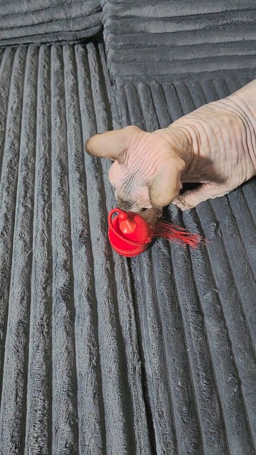 Instagram post by @sphynx.cats.us for Cheerble. Caption reads: Hurry and order this fun toy for your kitty here:....