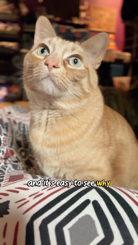 Instagram post by @calcifer.cat for Chewy. Caption reads: [...] has allergies like I do! 🤧 Thankfully,....