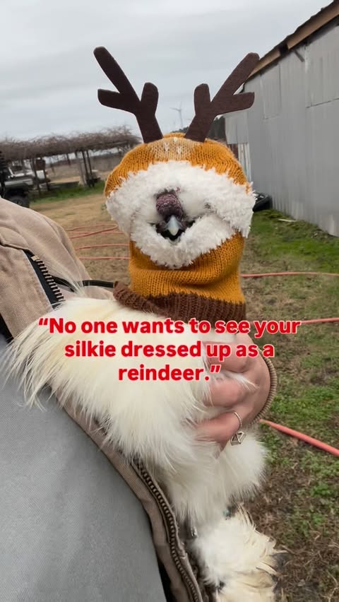 Instagram post by @camelliagagepoultry for Petco. Caption reads: He’s a champ 👏🏼🥹 @petco 🦌 
..
#christmas....