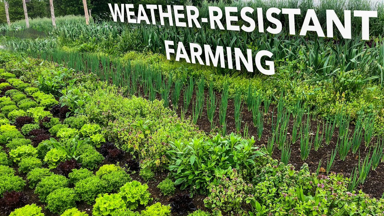 YouTube post by @notillgrowers for Patagonia. Caption reads: How to Create a TRULY Resilient Farm.