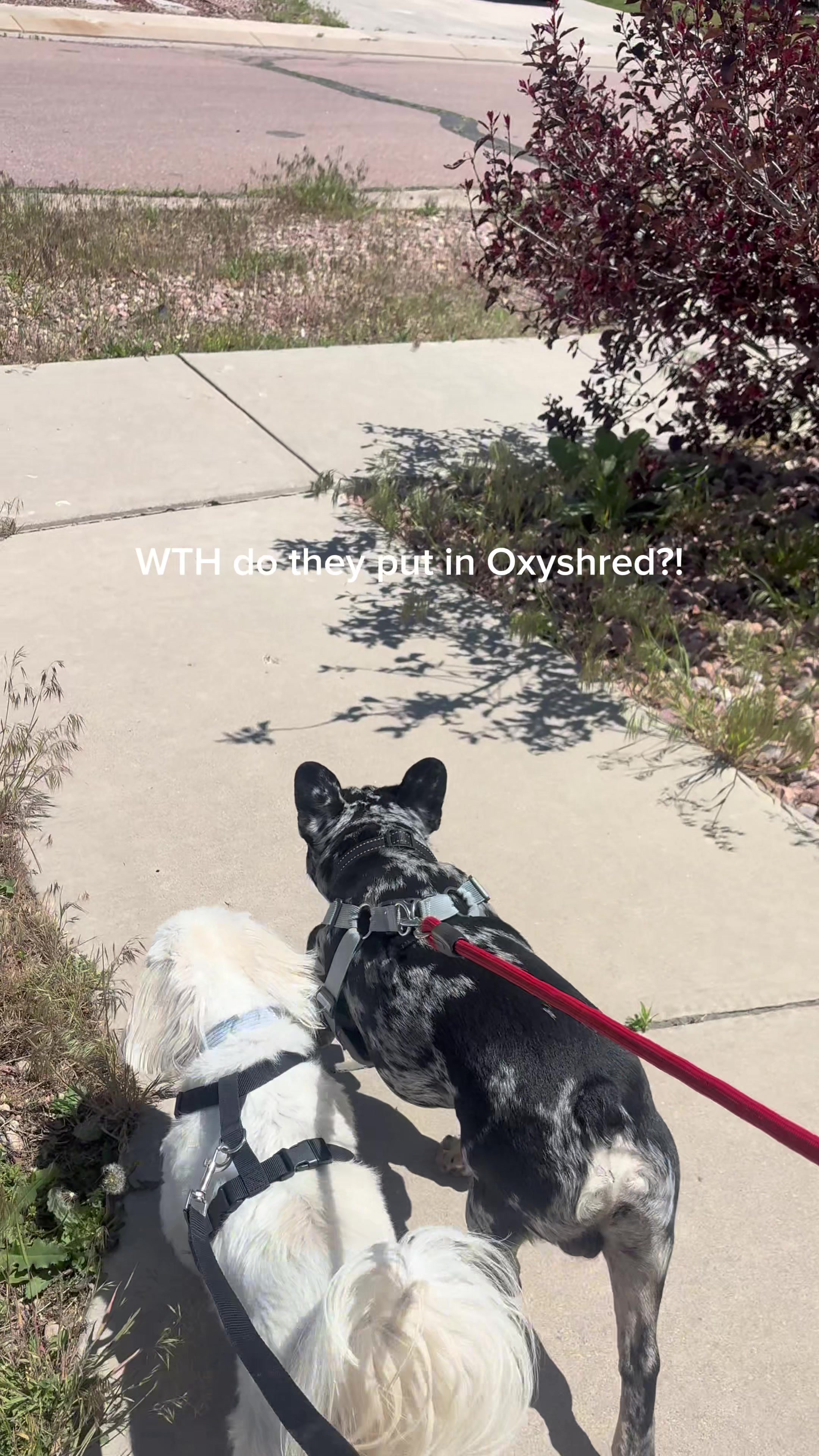 TikTok post by @mxlanielovee for EHPlabs. Caption reads: [...] @Walmart @OxyShred Energy @ehplabs #oxyshred....