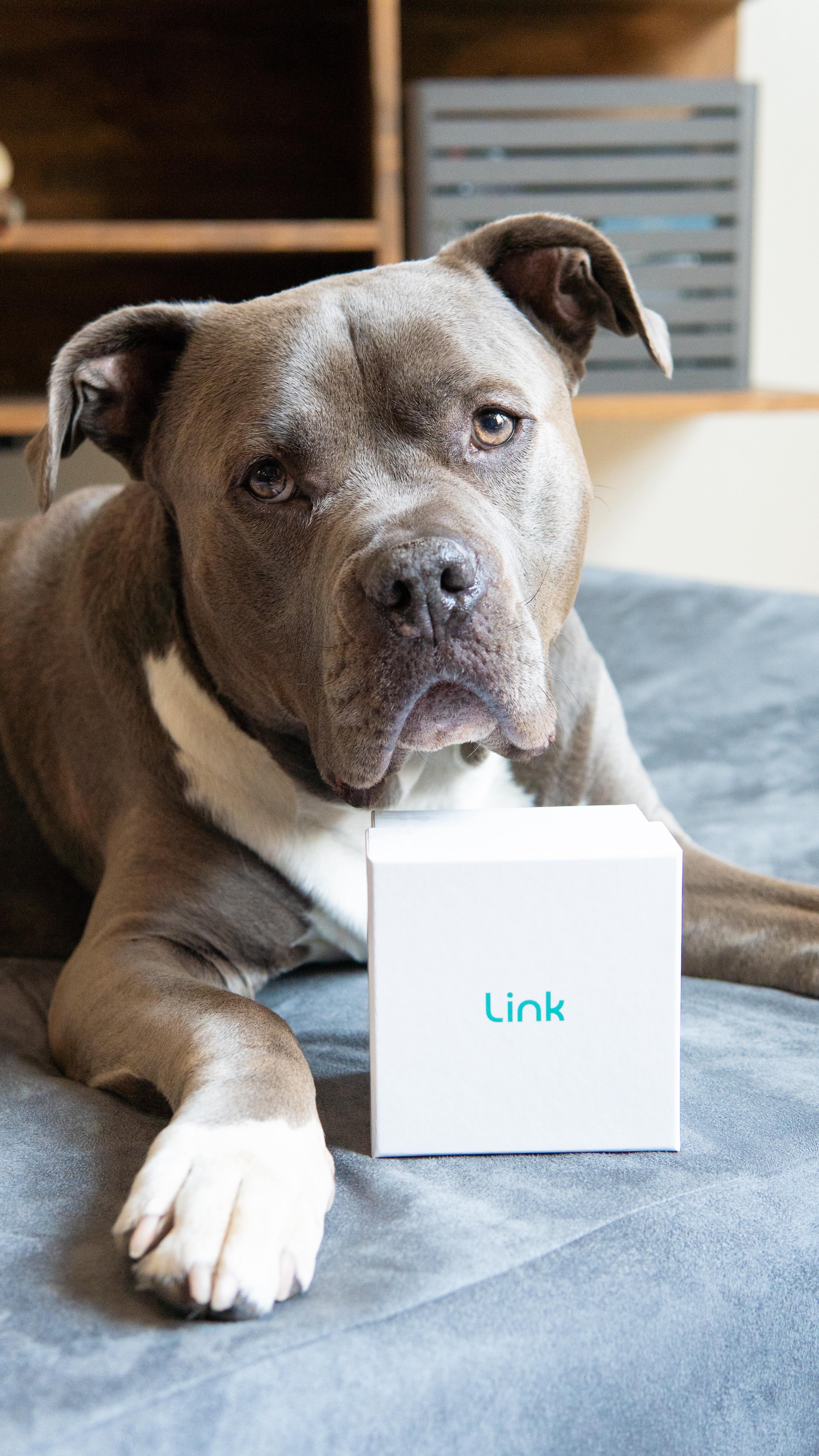 Instagram post by @duke.thebluepit for Big Barker. Caption reads: [...] sleep just got a whole lot better....