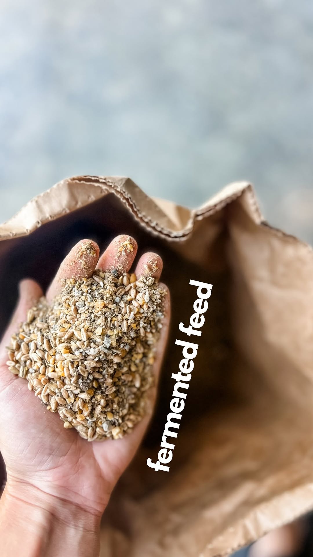 Instagram post by @lostoaksheepfarm for Scratch and Peck Feeds. Caption reads: [...] awesome for your gut, fermented....