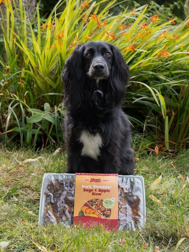 Instagram post by @peakdistrictspaniels for More Years. Caption reads: [...] ・ ・ ・ #cockerspaniel #yearsambassador....