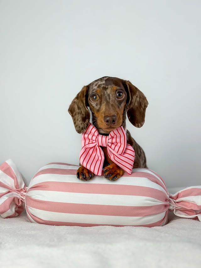 Instagram post by @margotdapple for Cocopup London. Caption reads: the sweetest 🍬✨ i can’t get enough of this....