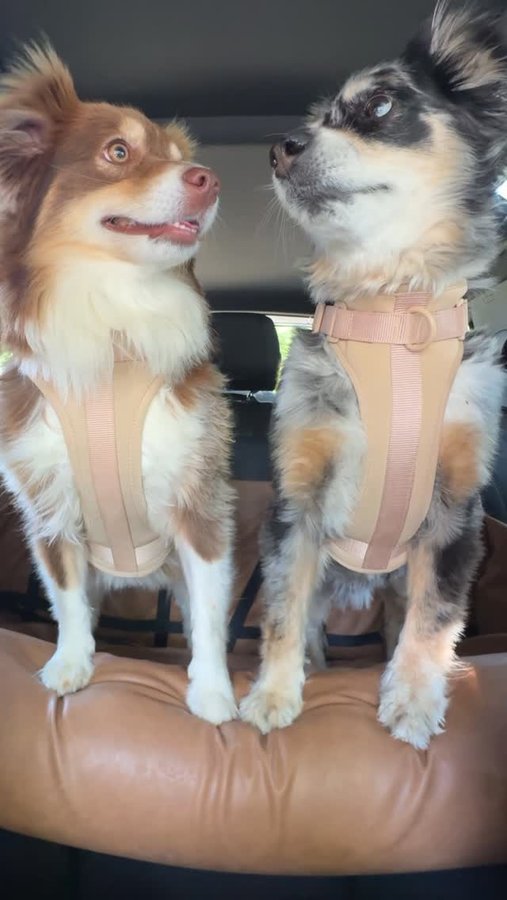 Instagram post by @kylieholbeck for Greenies. Caption reads: honestly … this might have been their dream day -....