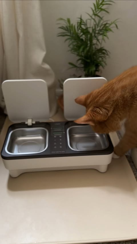Instagram post by @pepethegingercat for Uahpet. Caption reads: [...] with my fresh food automatic feeder by....