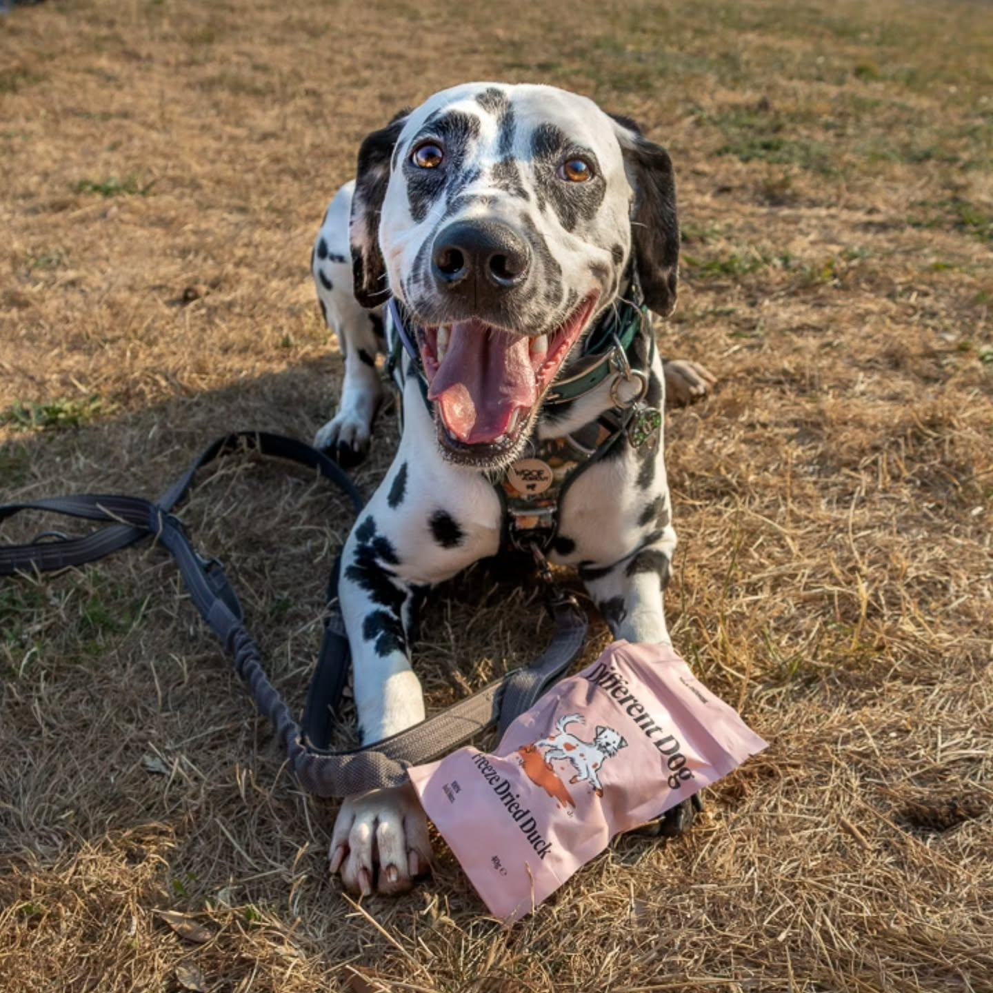 Instagram post by @spotted.in.nature for Different Dog. Caption reads: [...] These freeze dried duck treats from....