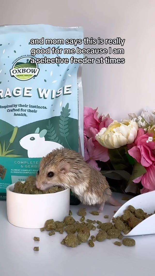 Instagram post by @maruthedoop for Oxbow Animal Health. Caption reads: [...] staple for picky eaters like Maru!....