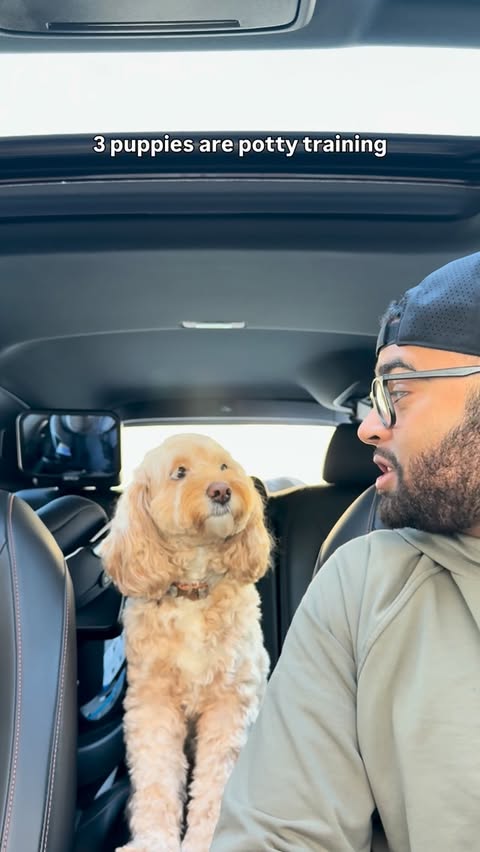 Instagram post by @lunatheminicockapoo for Earth Rated. Caption reads: These @earthrated pee pads actually hold up to 16....