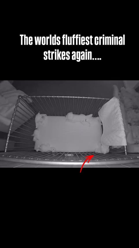 Instagram post by @charlieandbodie for Nanit. Caption reads: 1 stolen stuffed animal and zero regrets caught on....