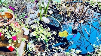 YouTube post by @KingOfAquariums for Hygger Aquarium. Caption reads: Feeding Goldfish Episode 100 (Season Finale).