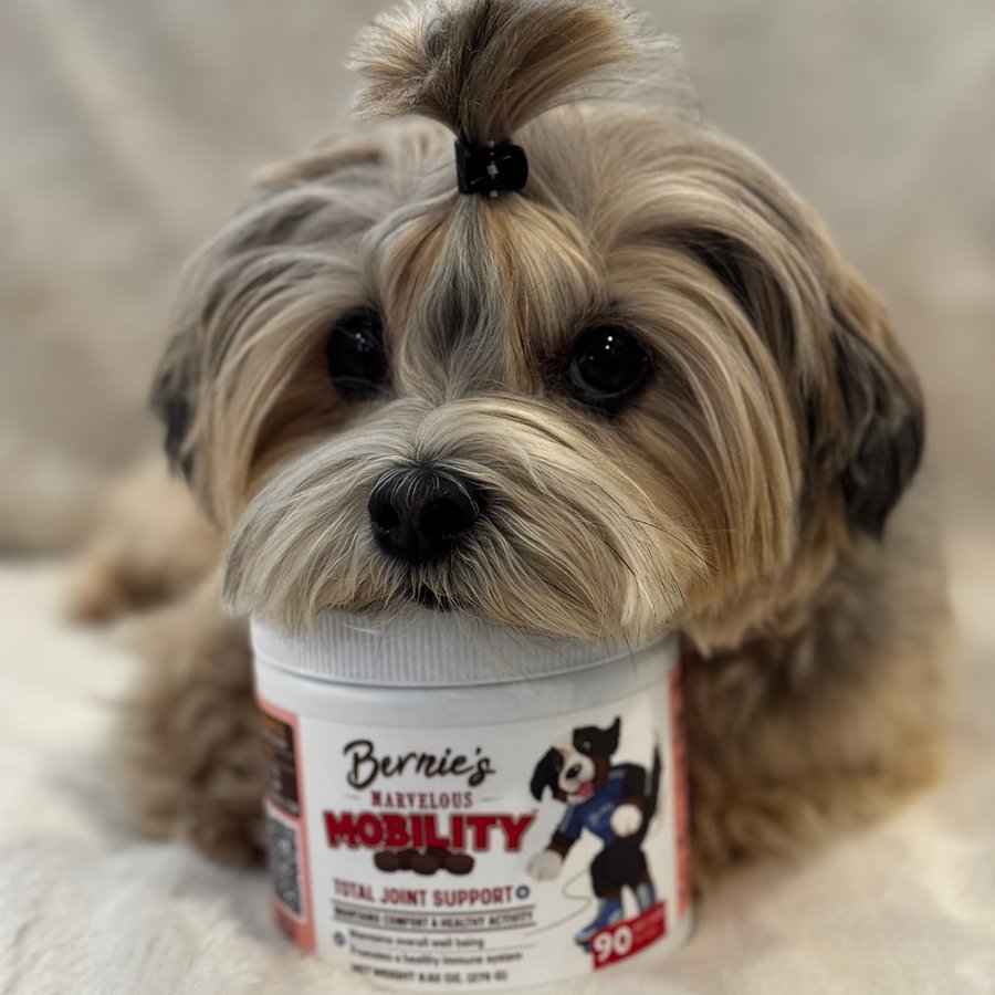 Instagram post by @fourpawshavanese for Bernie's Best. Caption reads: This Mobility Supplement from @bernies.best is the....