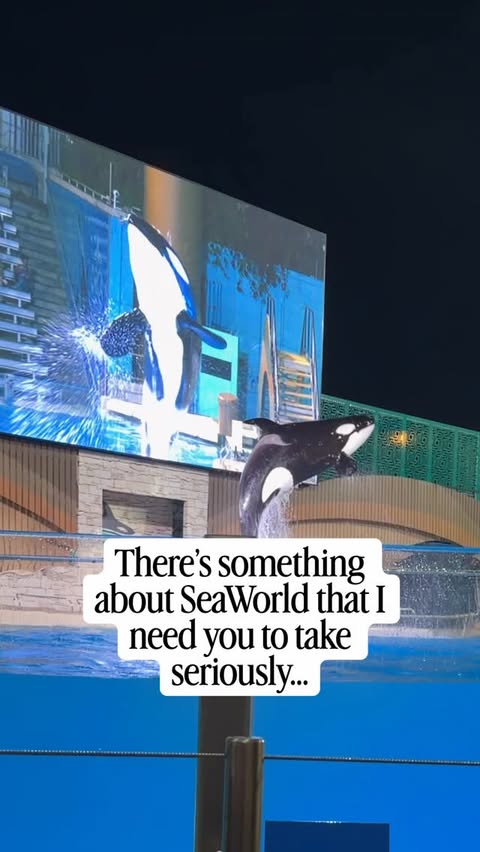 Instagram post by @danielasegami for SeaWorld. Caption reads: The #1 question I get about @seaworldorlando is....