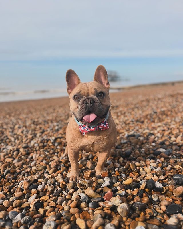 Instagram post by @tj.the.frenchie for Barc London. Caption reads: This mornings beach walkies 🎉🩵 is anyone else....