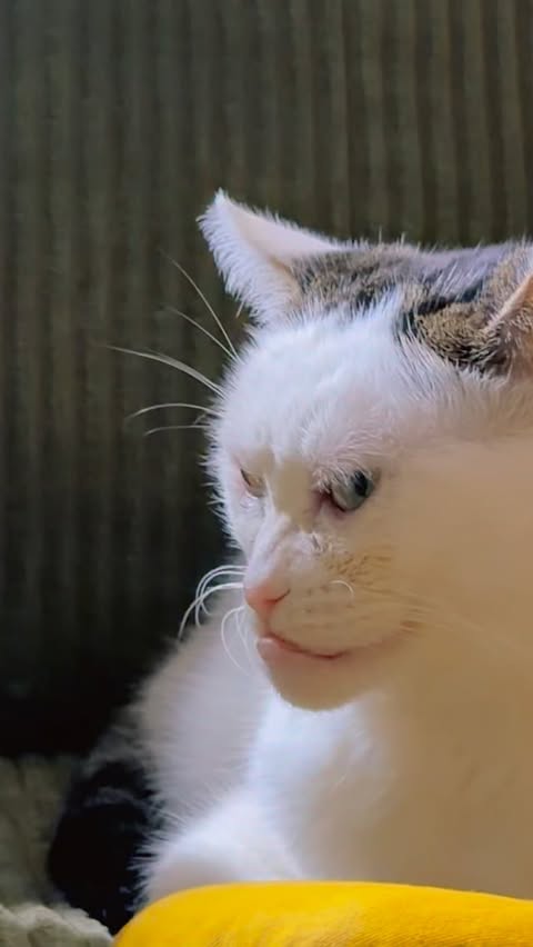 Instagram post by @buscemi_cat for Youtooz. Caption reads: We partnered with Youtooz to bring our girl to....
