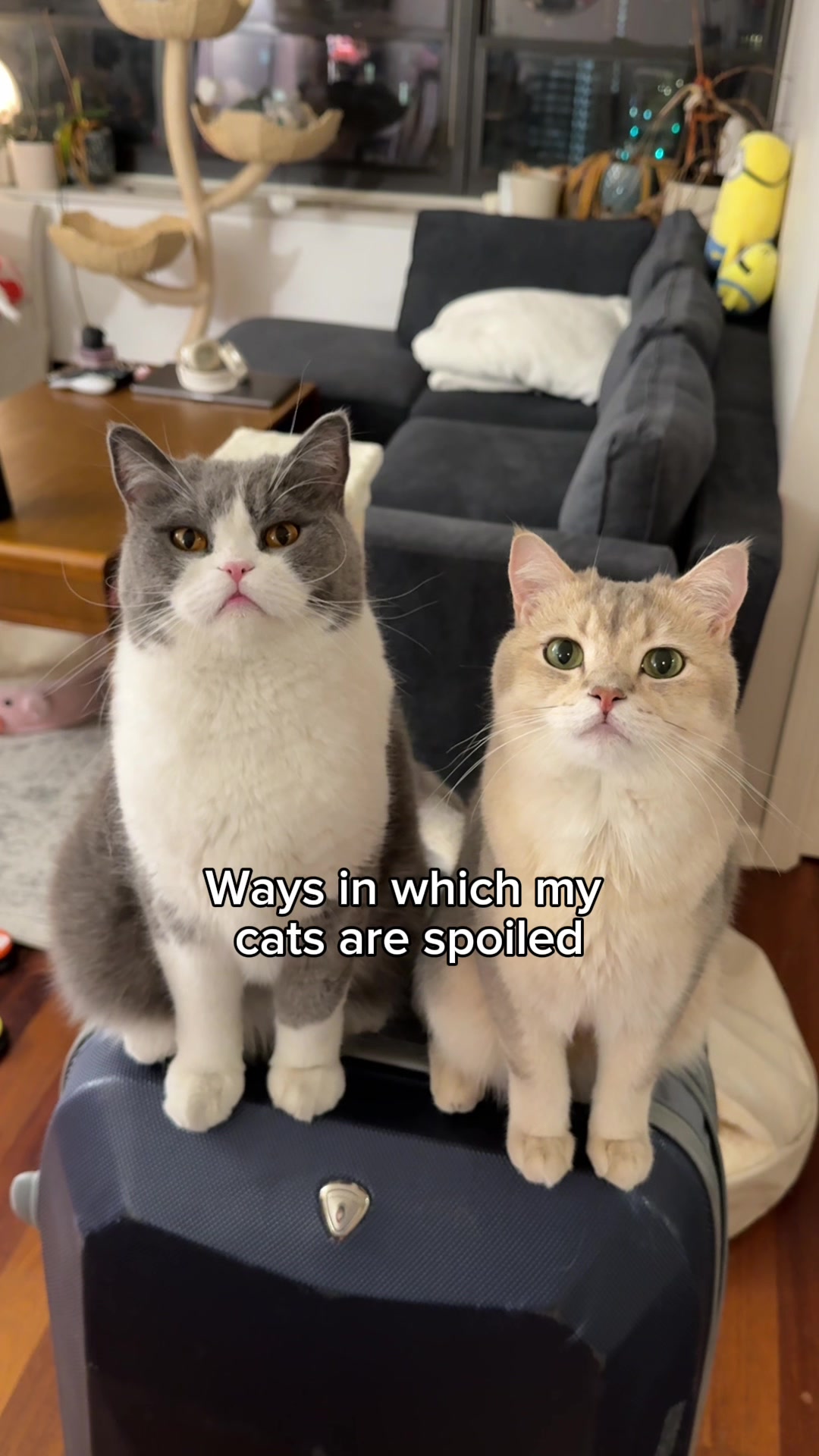 TikTok post by @louieandtodd for PetPivot. Caption reads: [...] bathroom routine. Get an extra $10 OFF....