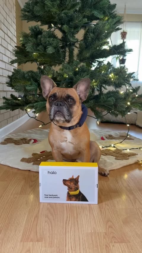 Instagram post by @potato.bulldog for Halo Collar. Caption reads: [...] Potato? Only possible with the new....