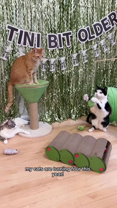 Instagram post by @penguinpepperpia for Petco. Caption reads: [...] 🐈‍⬛🍸 Threw my cats a dirty 30 and @petco....