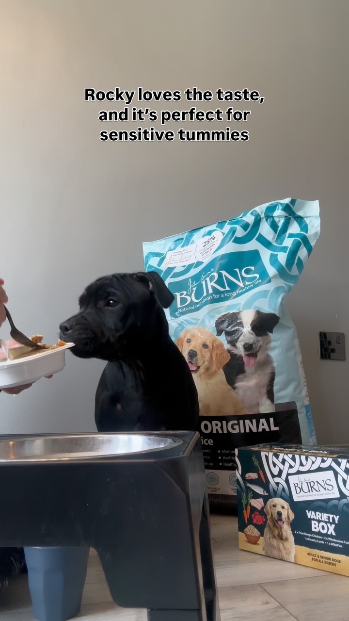 Instagram post by @bluestaffyboulder for Burns Pet Food. Caption reads: New food, who dis? 👀🐶 
Rocky’s taste test of....