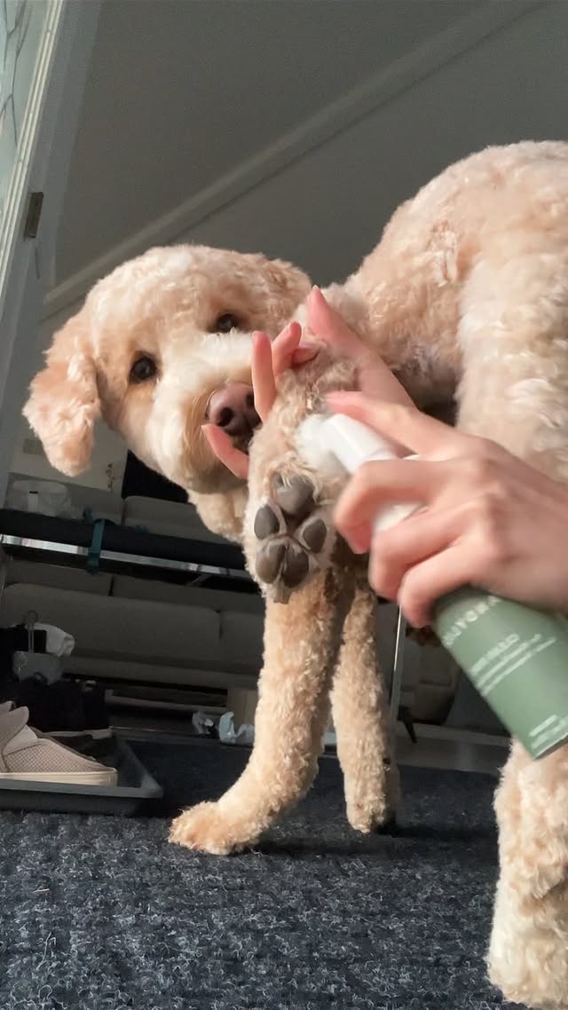 Instagram post by @koopa.the.teddy for Dandylion. Caption reads: [...] able spot clean the green patches with....