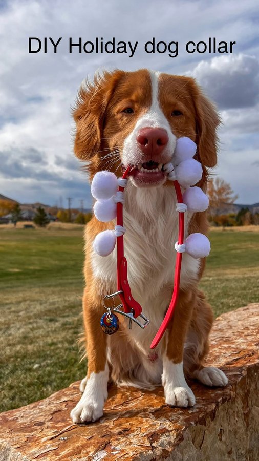 Instagram post by @two.mountain.tollers for Strange Tails. Caption reads: [...] ft. the new Cherry color from....