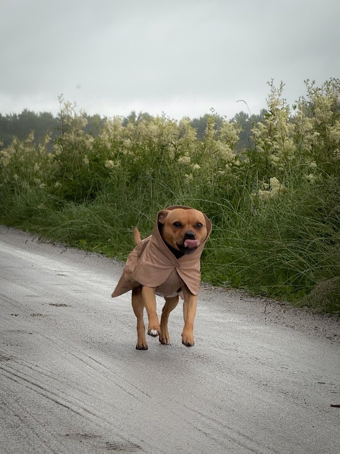 Instagram post by @yava.sofie for PAIKKA. Caption reads: [ Ad @paikka.pet ]

Evening walk in warm summer....