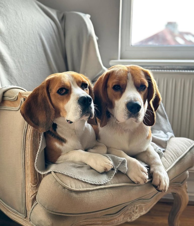 Instagram post by @archie.the_beagle for The Dog Agency. Caption reads: Post bath snuggles 🛁 🧼 🐶

Archie & Louis....