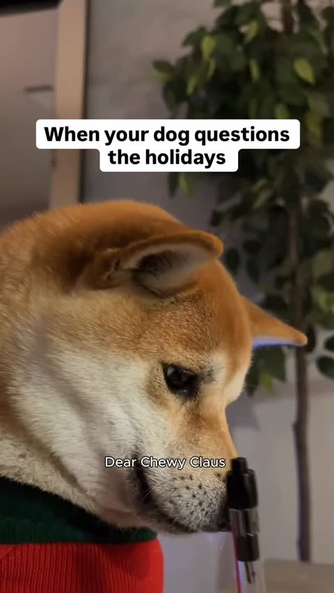 Instagram post by @cody.taurus for Chewy. Caption reads: Tory finally wrote her letter to Chewy Claus… and....