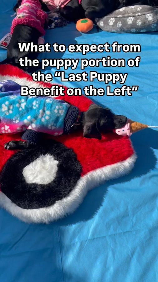 Instagram post by @drfantasty for Pups Without Borders. Caption reads: We can’t wait to see you at our next exciting....