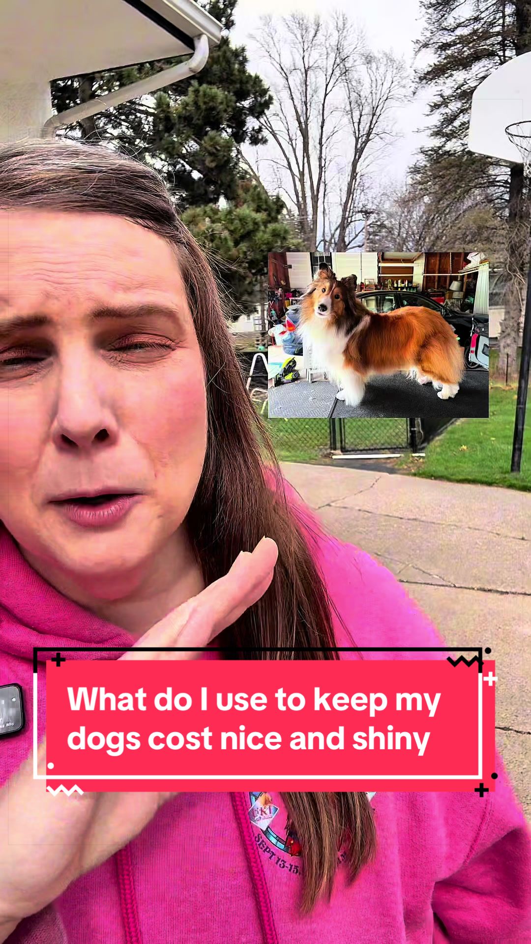TikTok post by @dshelties for Native Pet. Caption reads: [...] and shiny? I use Omega Oil. @Native Pet #dog....