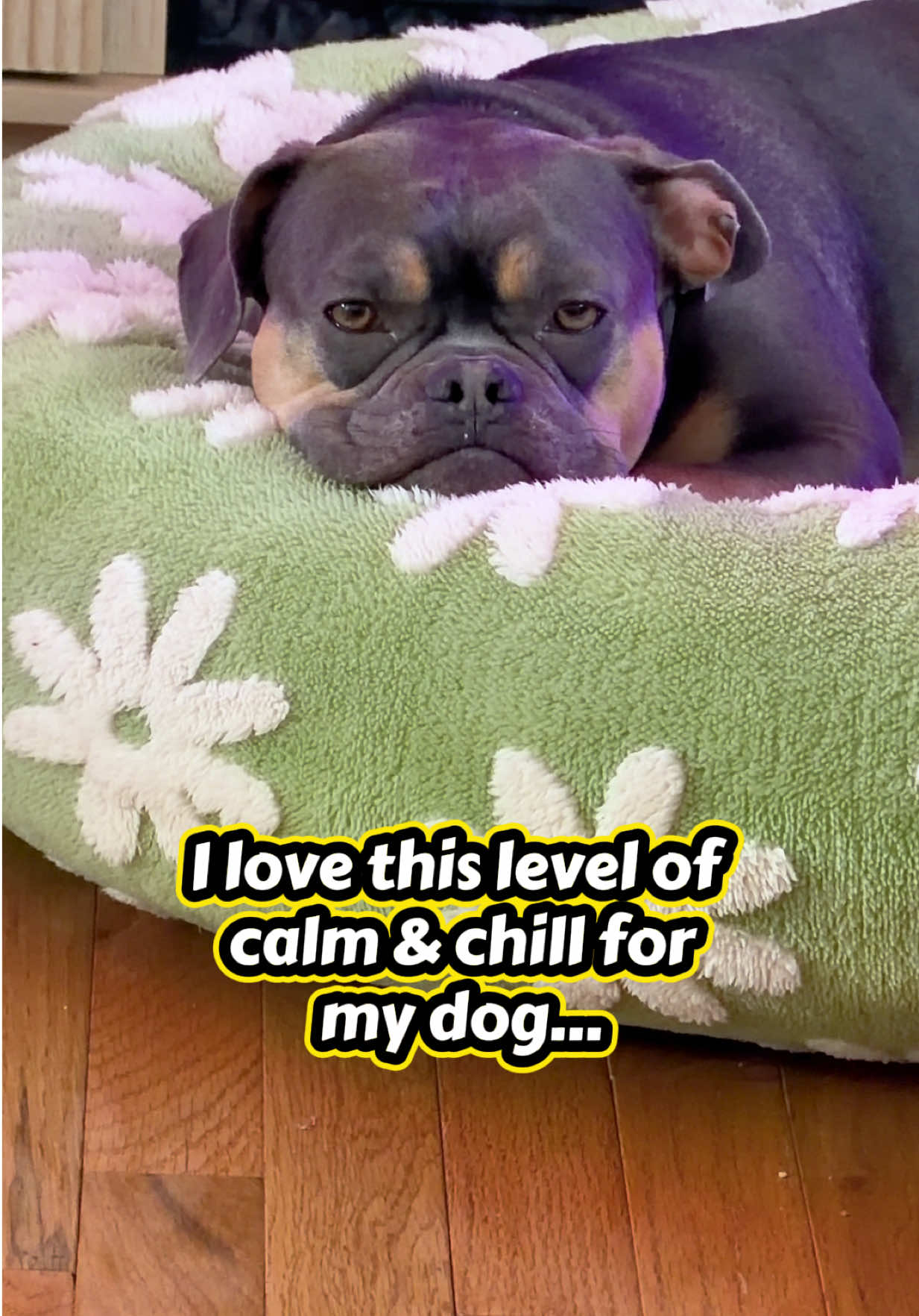 TikTok post by @bigglesworld for Kradle. Caption reads: [...] no stress, just chill and happy. 🐶🙌....