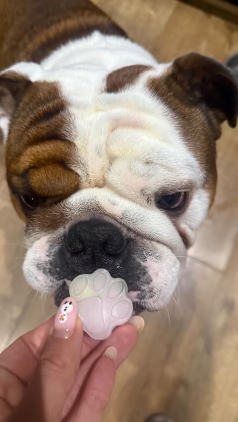 Instagram post by @walter_theenglishbulldog_ for Pawer Water. Caption reads: [...] me some yummy ice cube treats with my....