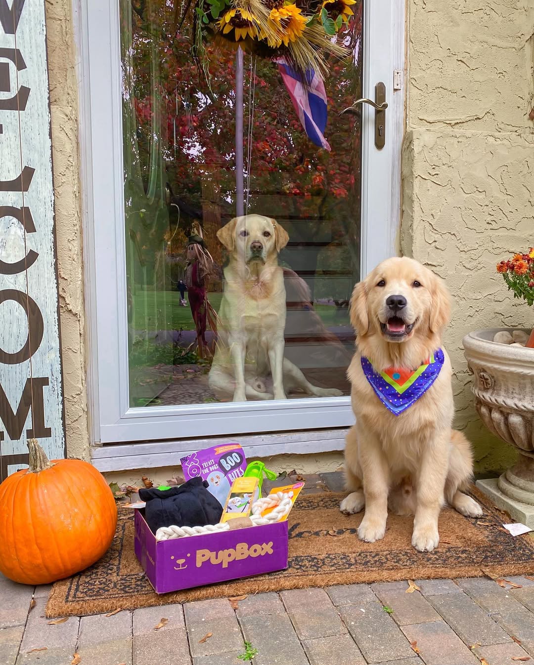 Instagram post by @drakethepupstar for PupBox. Caption reads: Brother Brody was a little jealous when my @pupbox....