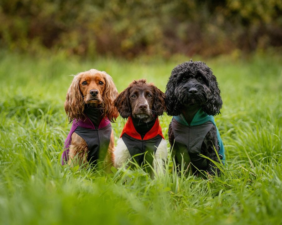 Instagram post by @our.tails.of.adventure for Pomppa Dogwear. Caption reads: [...] ecstatic to announce that we are....