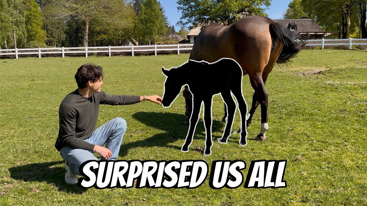 YouTube post by @matt_harnacke for EQUESTRIAN STOCKHOLM. Caption reads: THE BIRTH OF MY FIRST FOAL FROM MY STALLION.