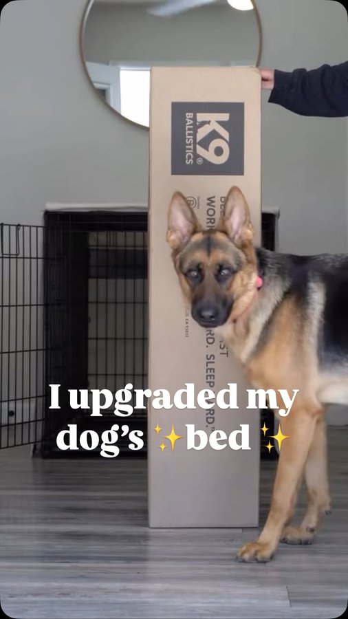 Instagram post by @sweetlunagsd for K9 Ballistics. Caption reads: Luna’s new @k9ballistics bed is her ultimate cozy....