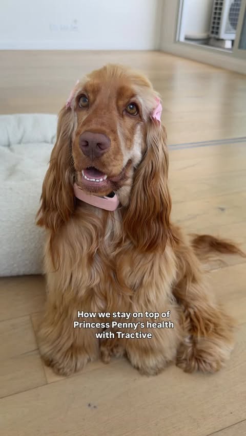 Instagram post by @its_princesspenny for Tractive. Caption reads: [...] on top of Princess Penny’s health with....