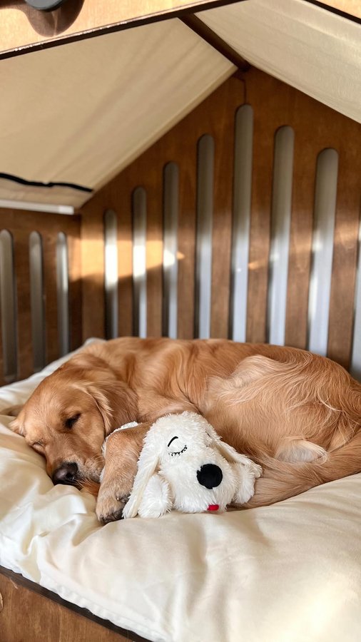 Instagram post by @scoutgoldenretriever for Snuggle Puppy. Caption reads: [...] him! We’ve partnered with....