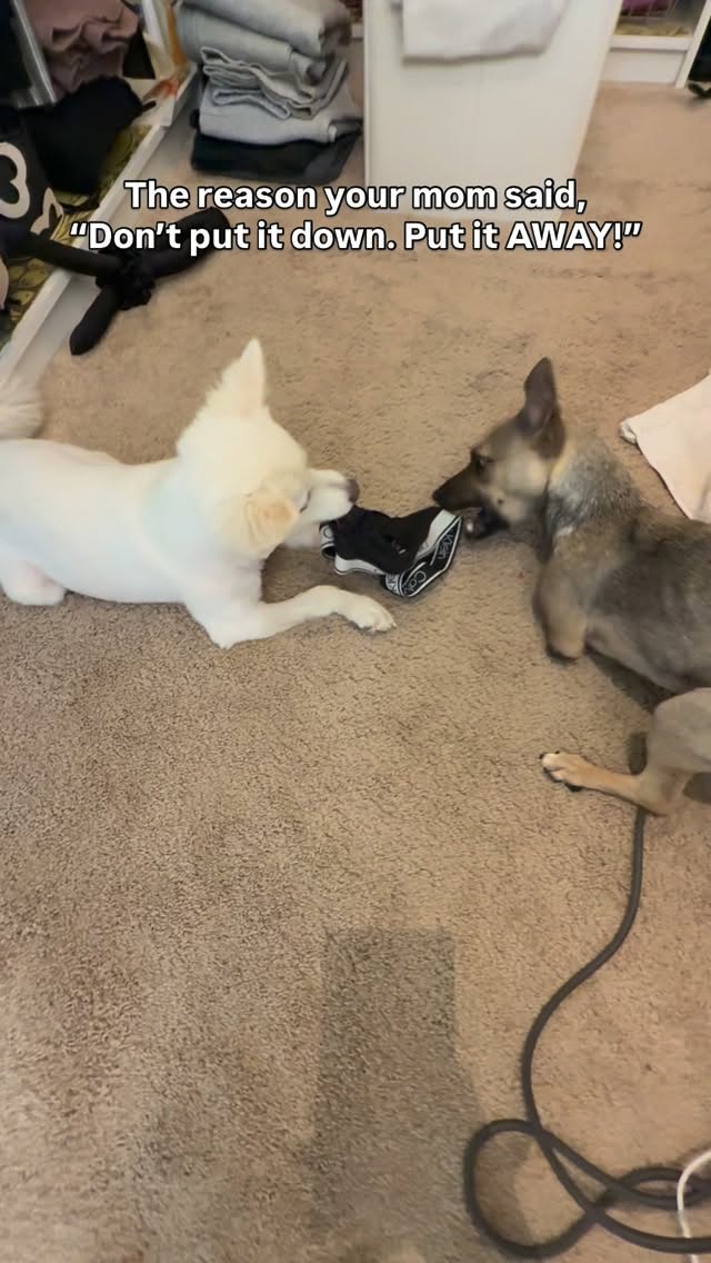 Instagram post by @amira.amiracle for WeRateDogs. Caption reads: They remind me everyday!!!! #adoptthelessadoptable....