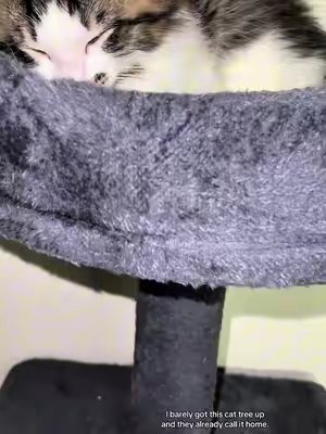 TikTok post by @nya_of_nymyxx for WeCharmer Store. Caption reads: [...] #catscratchingtreesandpads @WeCharmer Store.