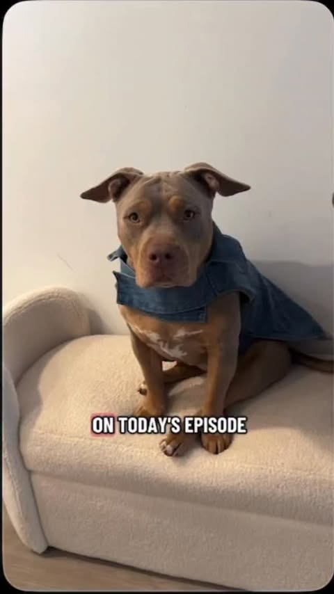 Instagram post by an influencer for VEG (Veterinary Emergency Group). Caption reads: We love the tips from VEG to keep our pets safe!!....