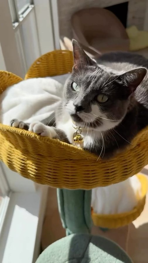 Instagram post by @amerikada.mutfak for Happy & Polly. Caption reads: ✨ HappyandPolly 'cat tree my cats have fun and....