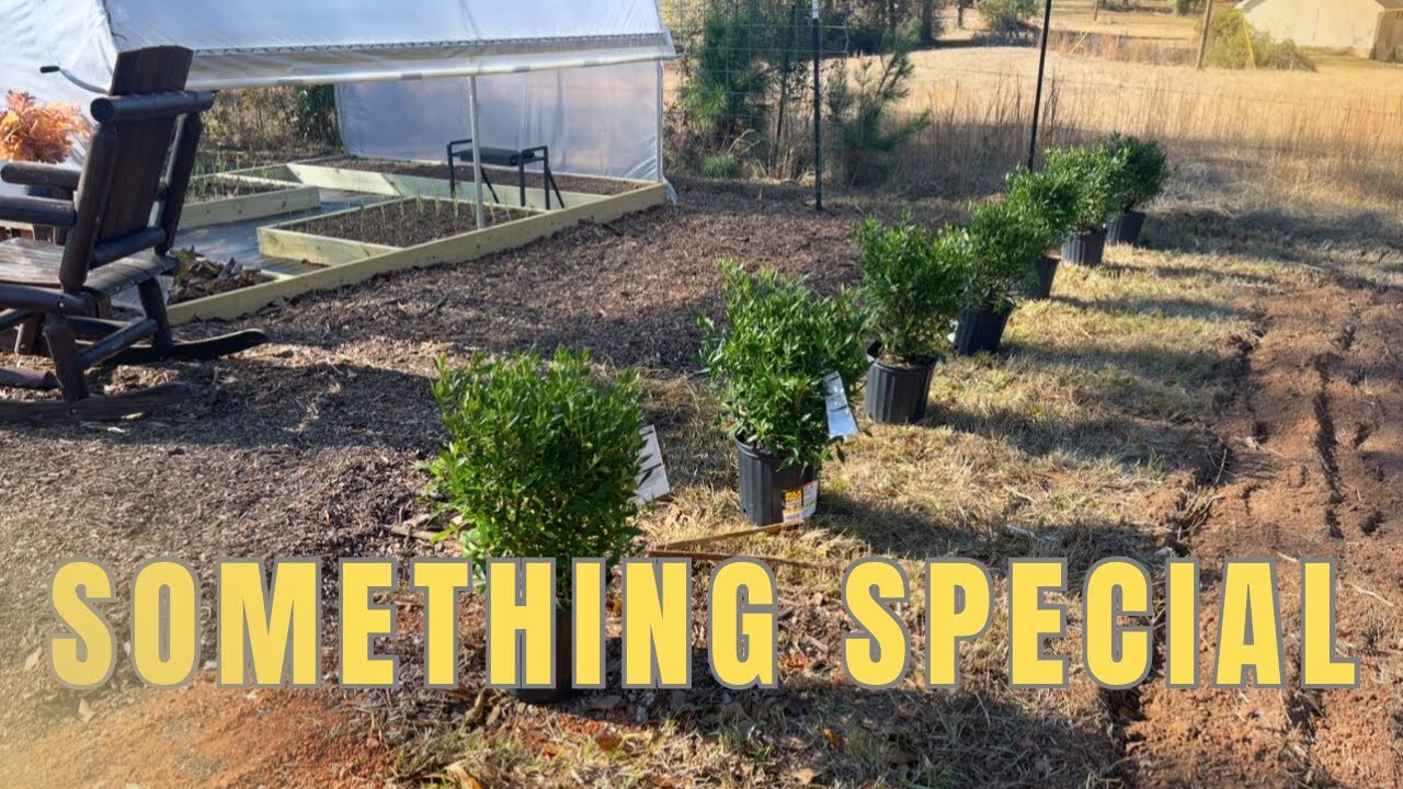 YouTube post by @saltydawghomestead for Farmers Defense. Caption reads: How Thanksgiving Alone Became Something Beautiful....