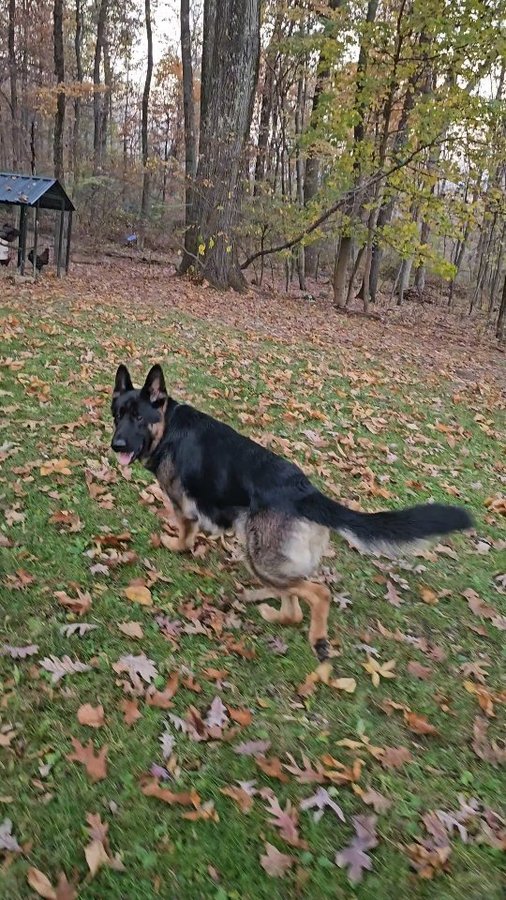 Instagram post by @bearsworld_gsd for SpotOn Fence. Caption reads: [...] for just $999 - Their Best Deal Ever.....