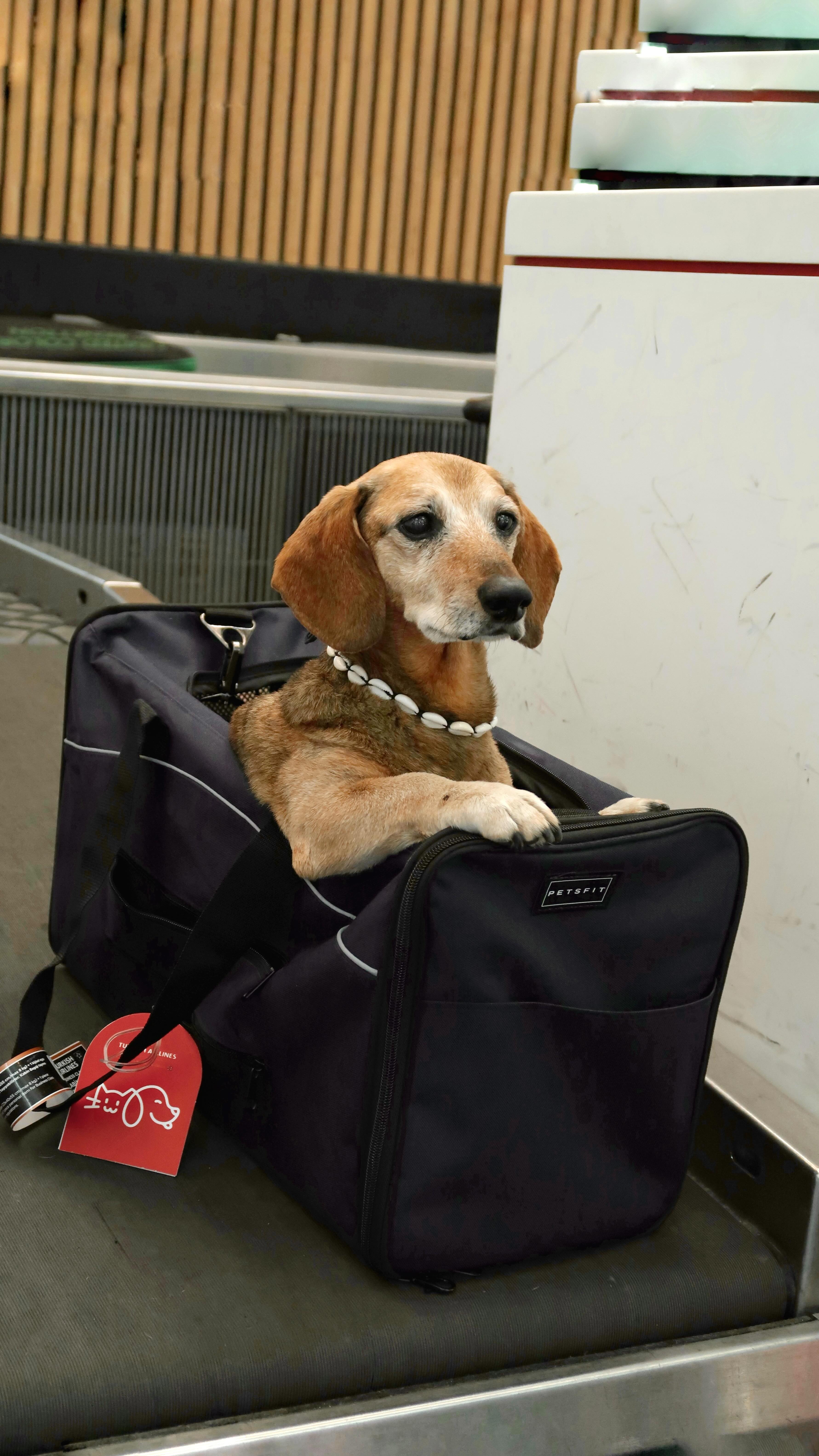 Instagram post by @iamcalledlucas for Petsfit. Caption reads: Travel with me in my amazing airline-approved....