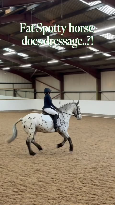 Instagram post by @indiakatona for Shires Equestrian. Caption reads: As a non competitive horse girl- this horse proves....