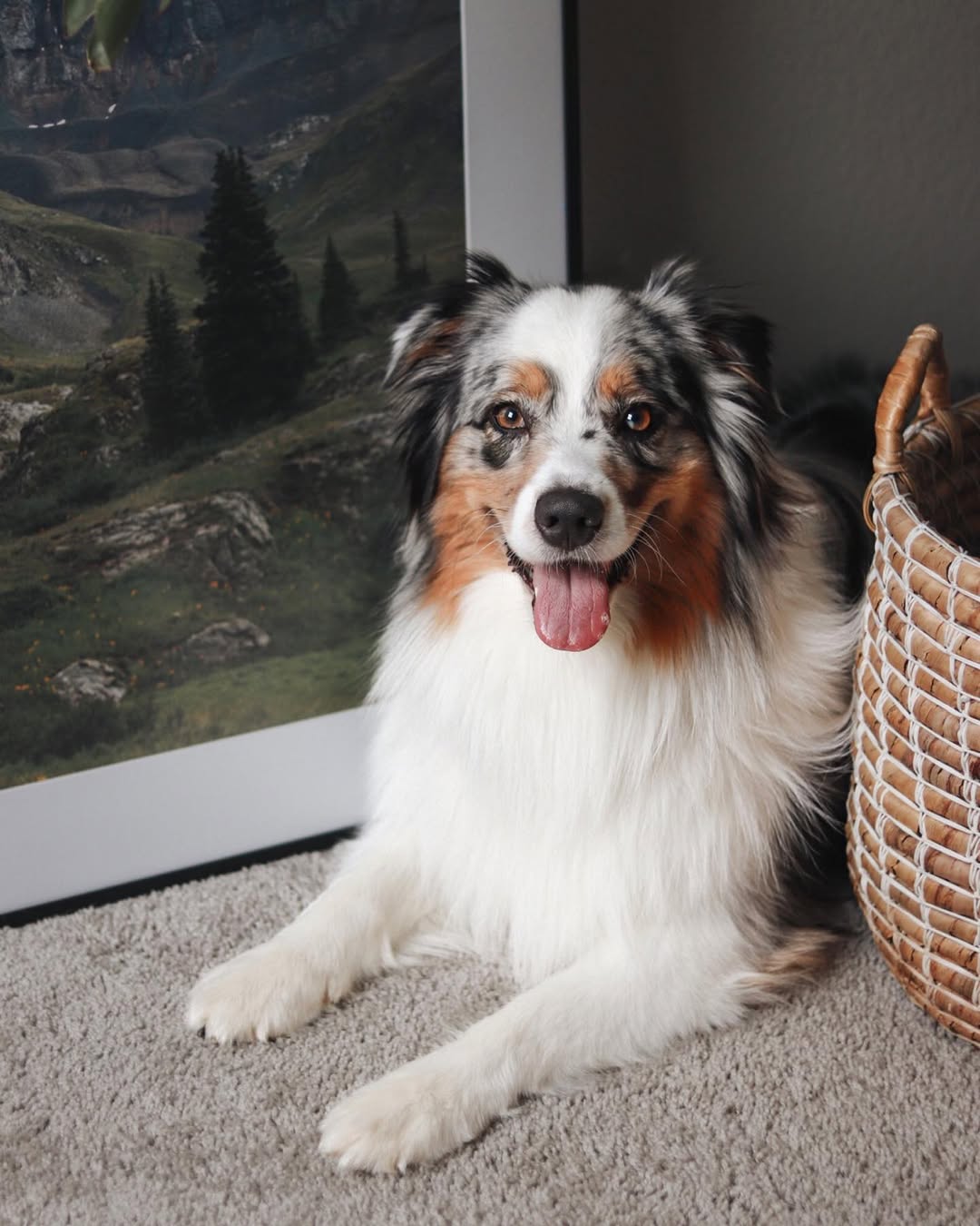 Instagram post by @stiltontheaussie for Frame It Easy. Caption reads: Do you have your own photos framed in your house....