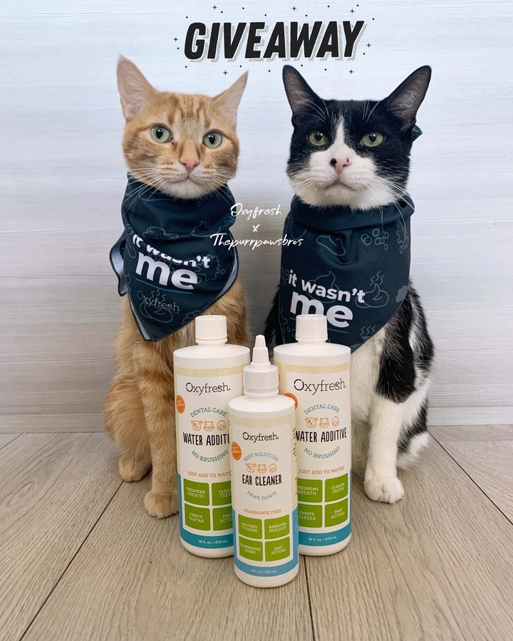 Instagram post by @thepurrpawsbros for Oxyfresh. Caption reads: [...] up with our fur-tastic friends at @Oxyfresh....